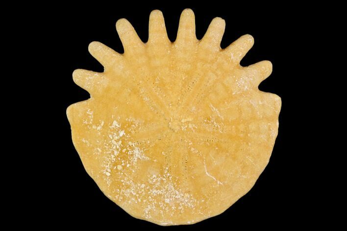 Fossil Sand Dollar (Heliophora) - Boujdour Province, Morocco #106773